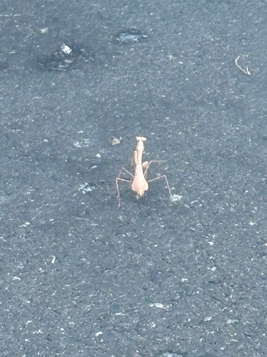 Arizona Mantis