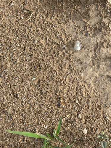 Thistledown Velvet Ant