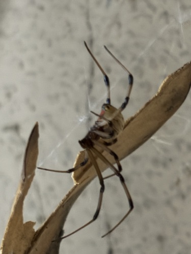 Brown Widow
