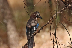 Garrulus glandarius