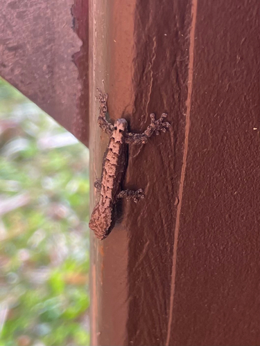 Lepidodactylus lugubris observed 2026-09-30
