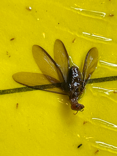 Western Drywood Termite