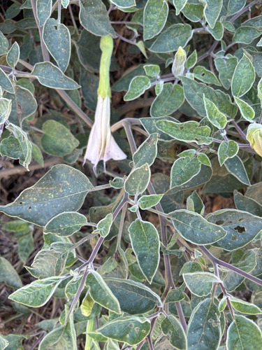 Sacred Datura