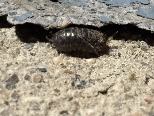 Common Pill Woodlouse