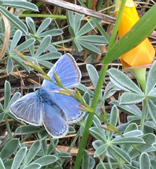 Icaricia icarioides missionensis