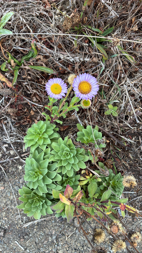 seaside daisy