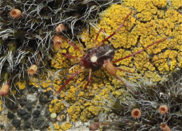 Erythraeus phalangoides