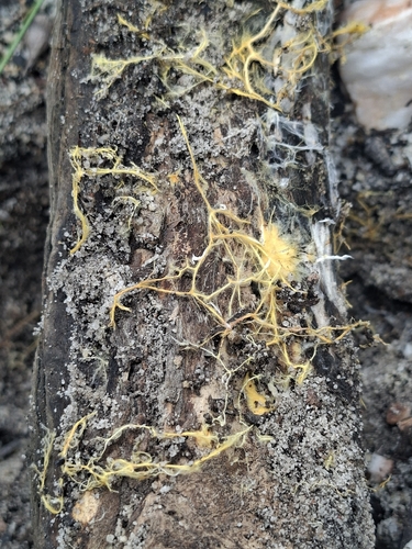 Rhizochaete filamentosa, 2026-10-01