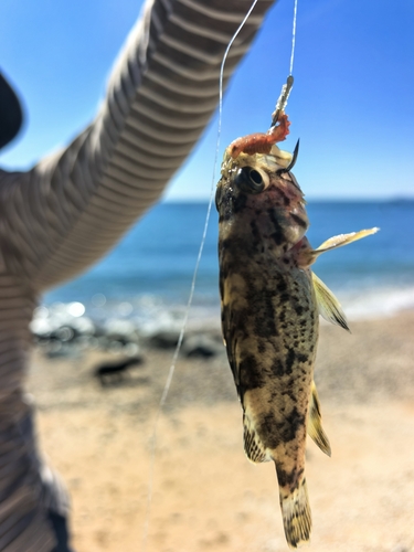 Korean Rockfish