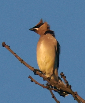 Cedar Waxwing