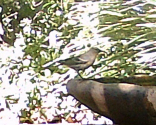 Yellow-rumped Warbler