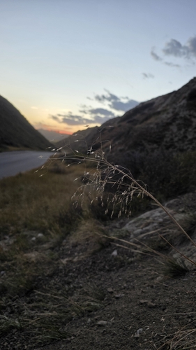 Agrostis hyemalis observed 2026-09-30