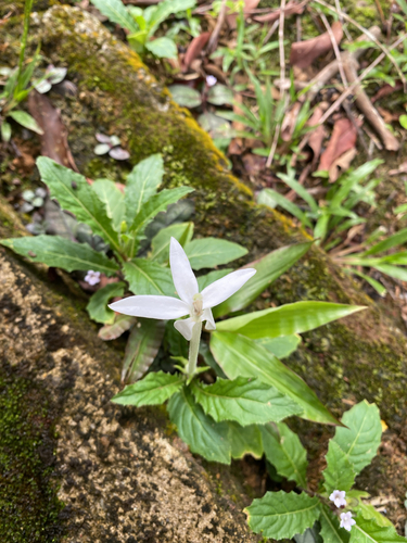 Star of Bethlehem