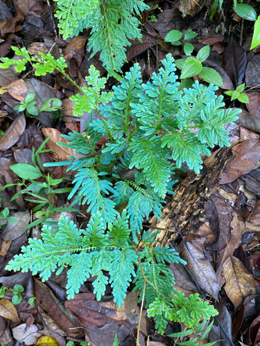 Selaginella willdenowii observed 2026-10-01