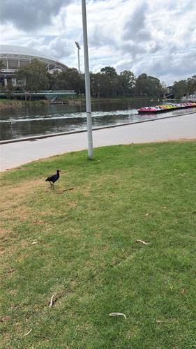 Australasian Swamphen