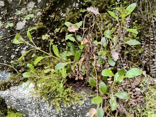 Epilobium pubens observed 2026-10-01