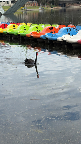 Black Swan