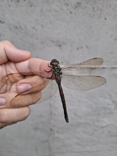 Shadow Darner