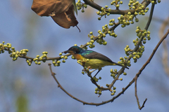 Chalcoparia singalensis