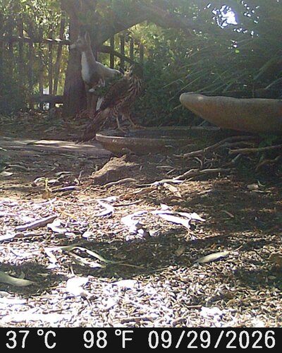 Cooper's Hawk
