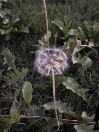red-seeded dandelion