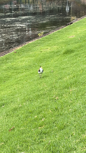 Masked Lapwing