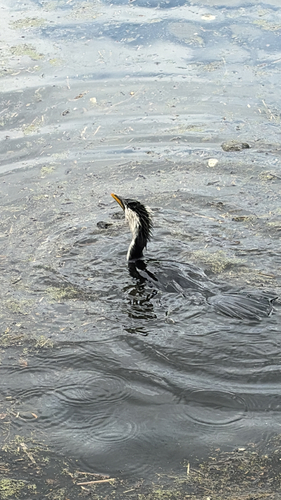 Little Pied Cormorant