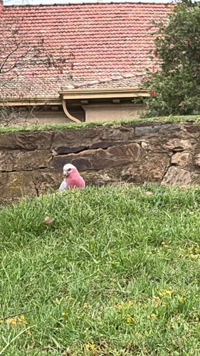 Galah
