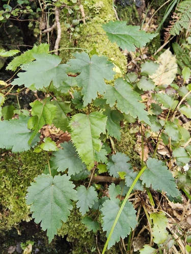 Hoheria glabrata observed 2026-10-01