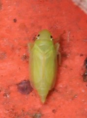Neocoelidia tumidifrons