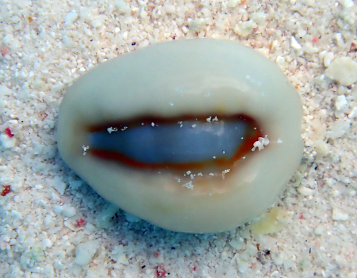 Monetaria obvelata observed 2026-09-15