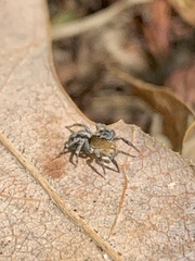 Naphrys pulex