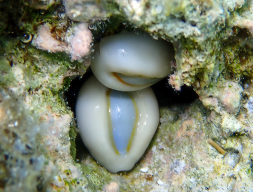 Monetaria obvelata observed 2026-09-15