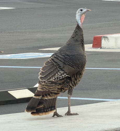Wild Turkey