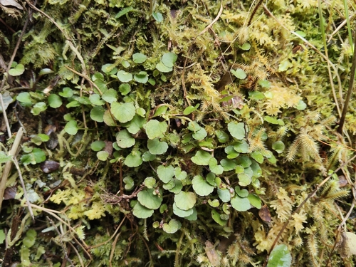 Viola filicaulis observed 2026-10-01