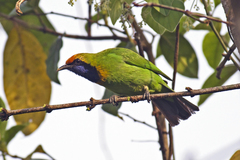 Chloropsis aurifrons