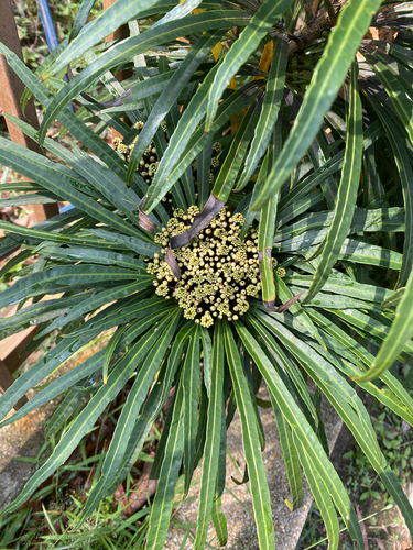 Osmoxylon observed 2026-10-01