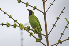 Chloropsis aurifrons