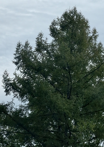Japanese larch