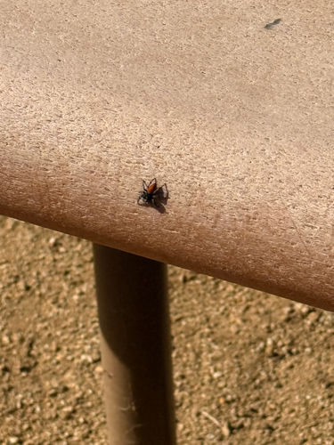 Phidippus adumbratus