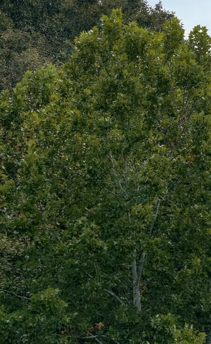 American sycamore