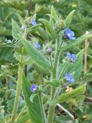 Pentaglottis sempervirens