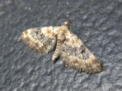 Eupithecia pulchellata
