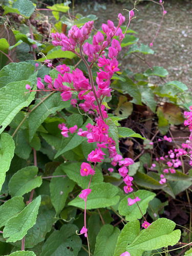 Coral Vine