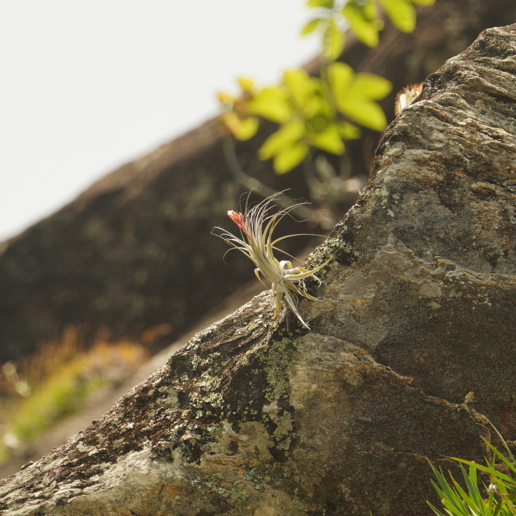 Tillandsia montserratina
