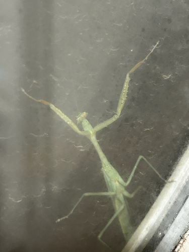 Arizona Mantis