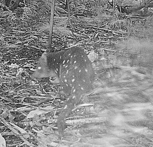Dasyurus, 2026-09-30
