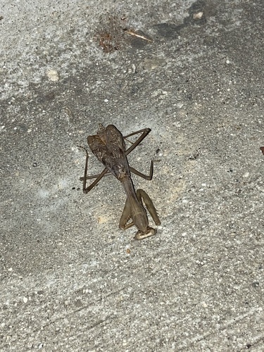 Arizona Mantis