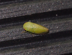 Batracomorphini