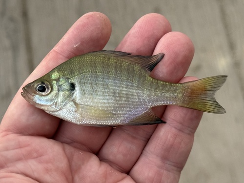 Bluegill